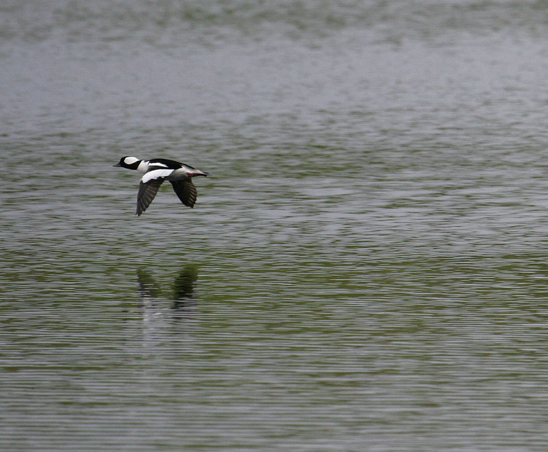 Bufflehead_2137.jpg