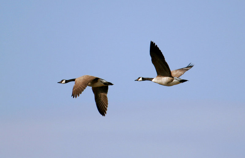 Canada_Geese_3256.jpg