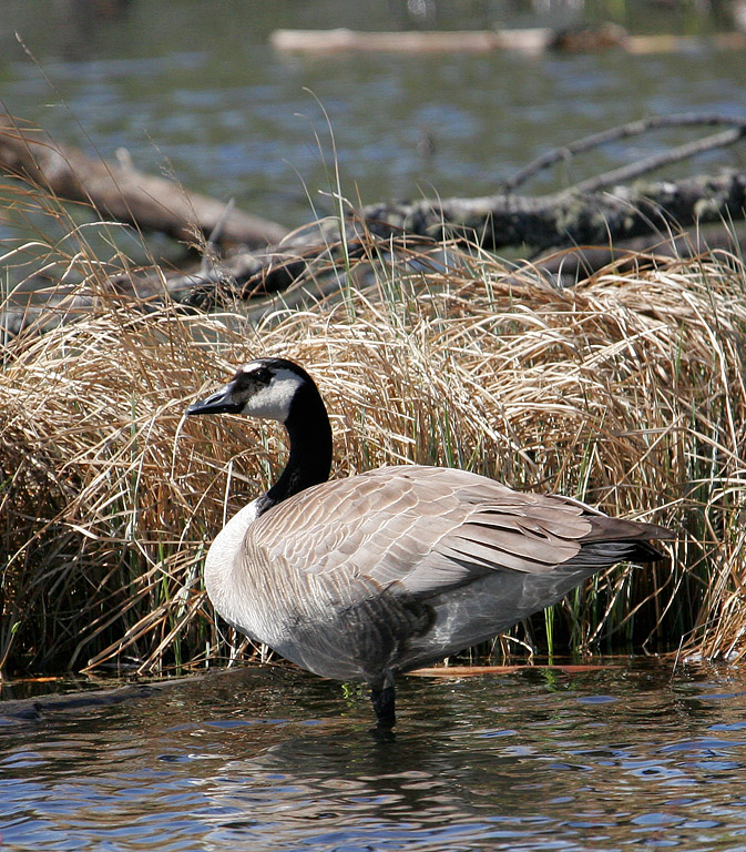 Canada_Goose_2285.jpg
