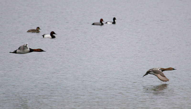 Canvasbacks_2190.jpg
