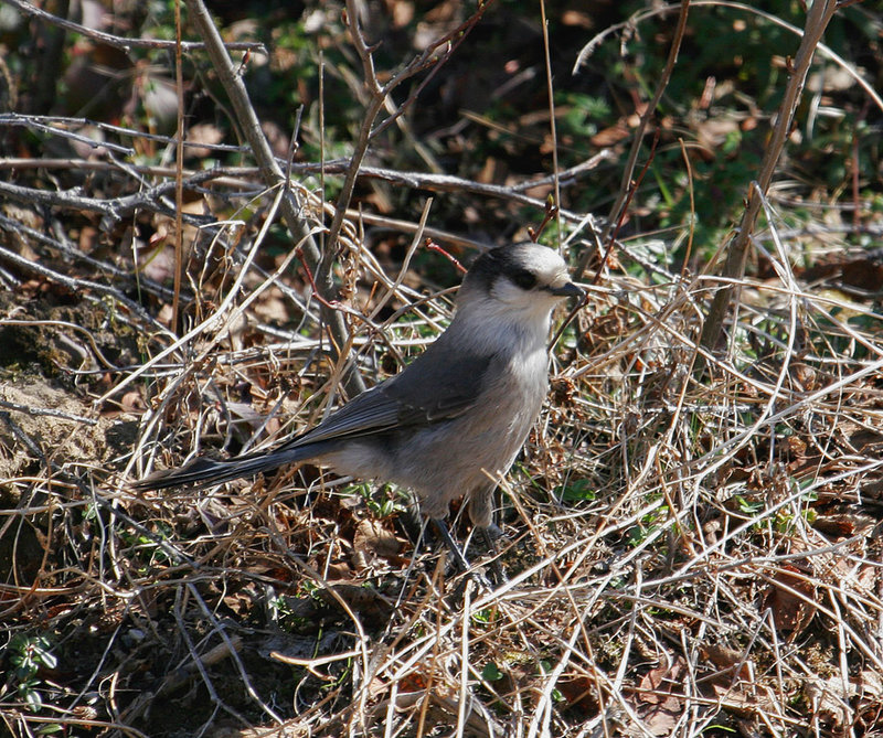 Gray_Jay_2986.jpg