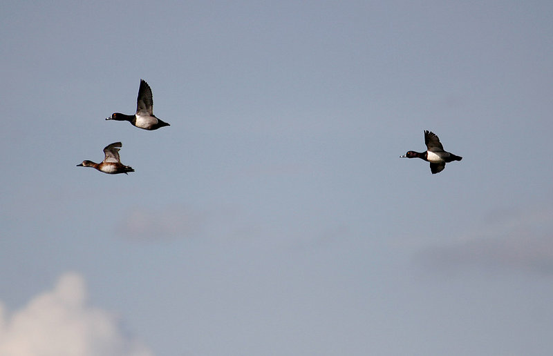 Greater_Scaup_3154.jpg