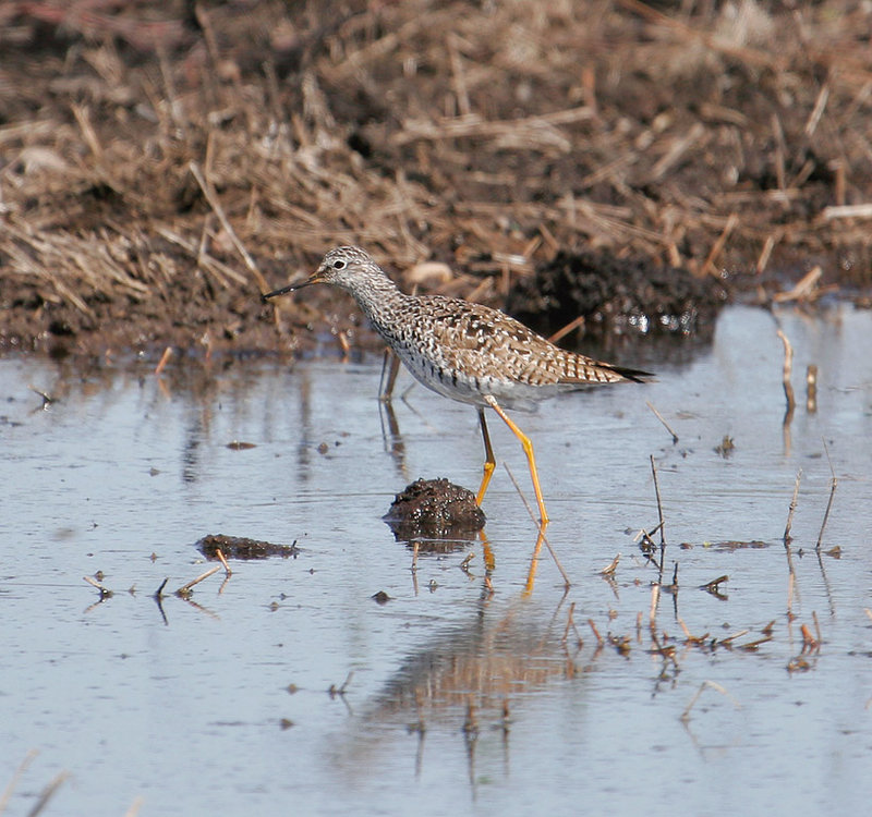 Greater_Yellowlegs_2621.jpg