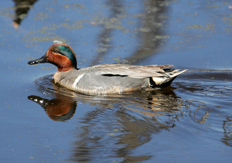 Green_Winged_Teal_2355.jpg