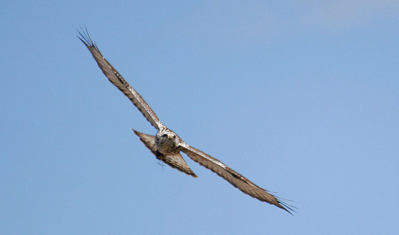 Hawk_2950.jpg