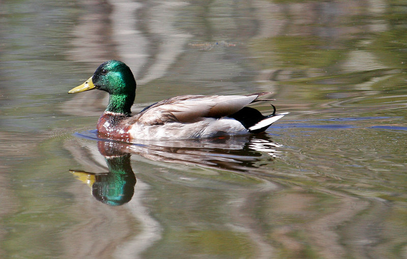 Mallard_2315.jpg