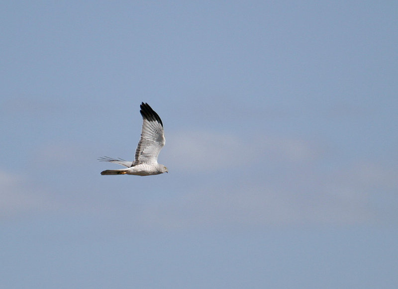 Northern_Harrier_2993.jpg
