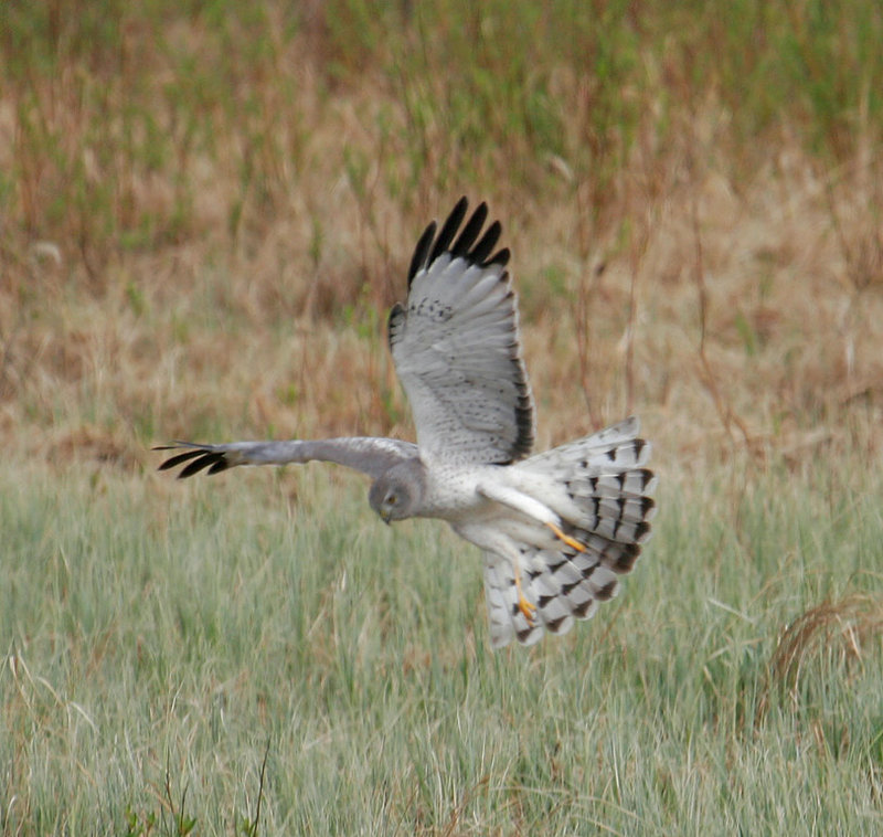 Northern_Harrier_3286.jpg