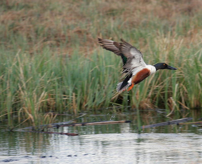 Northern_Shoveler_3201.jpg