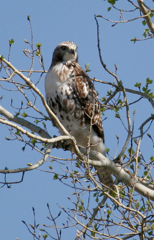 Red_Tailed_Hawk_2708.jpg