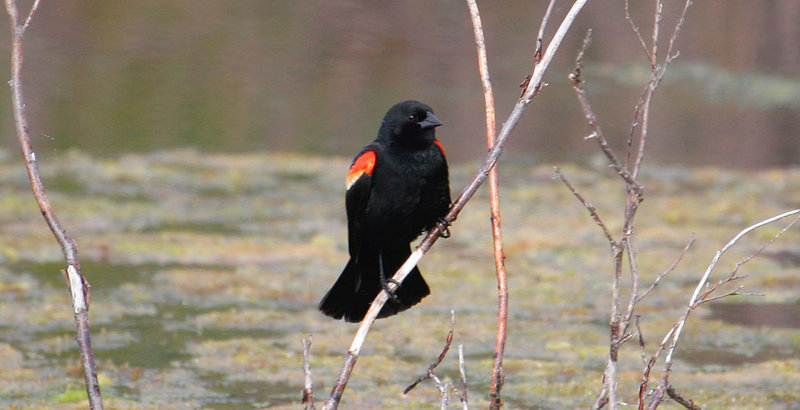 Red_Winged_Blackbird_3353.jpg