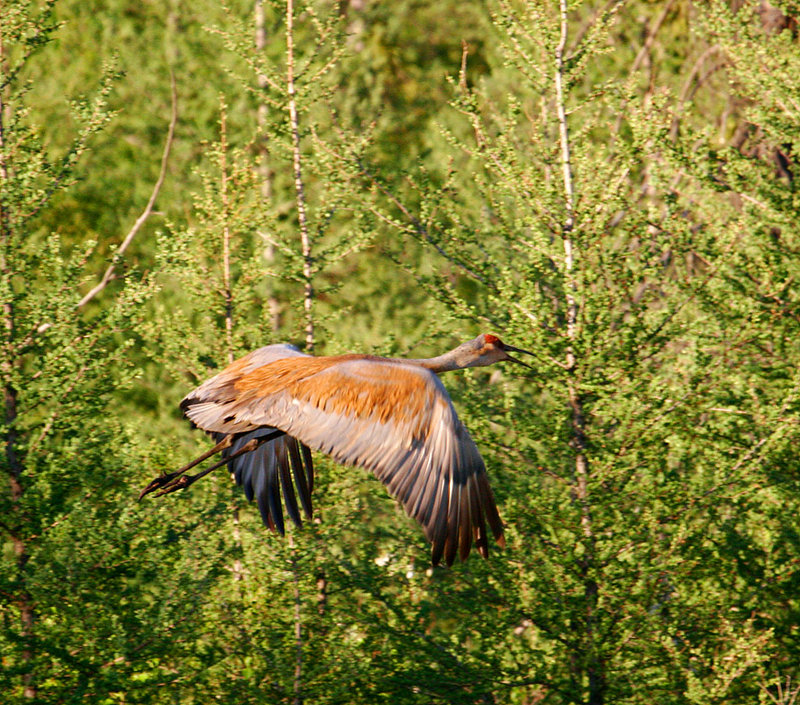 Sandhill_Crane_4033.jpg