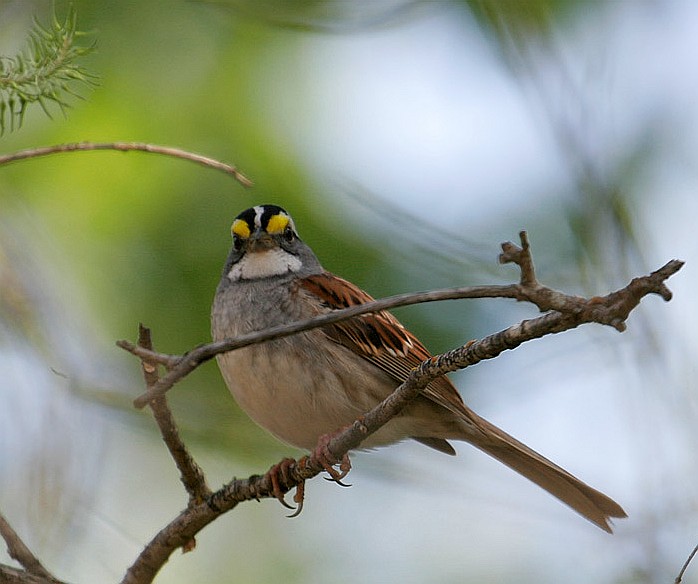 White_Throated_Sparrow_3345.jpg