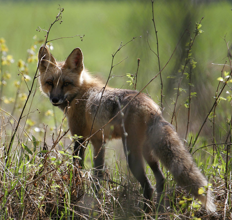 Fox_3319.jpg