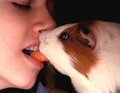 Guinea Pig Veggiekiss