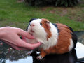 Piggy loves his chin rub.