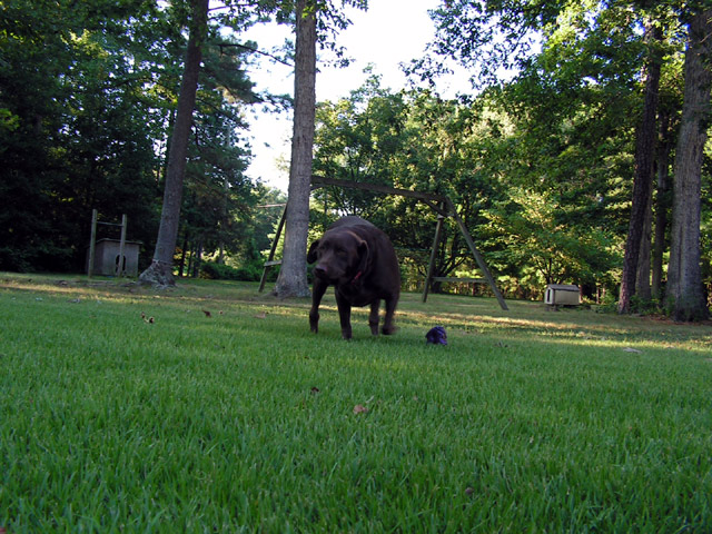 Intruder in my yard...