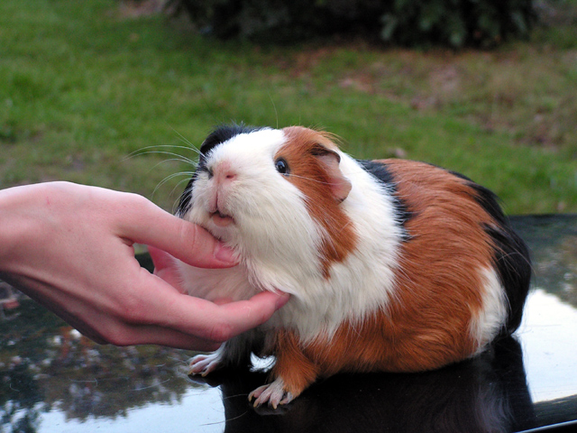 Piggy loves his chin rub.