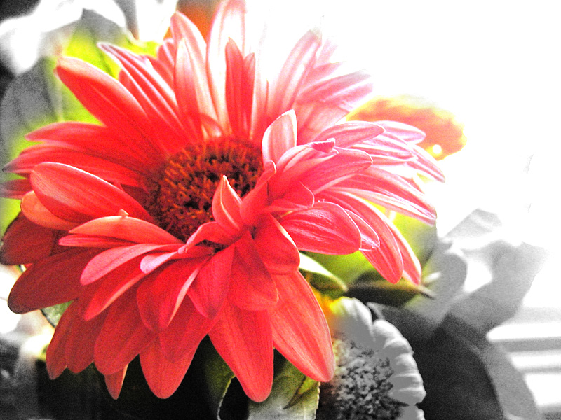 Fire Petals