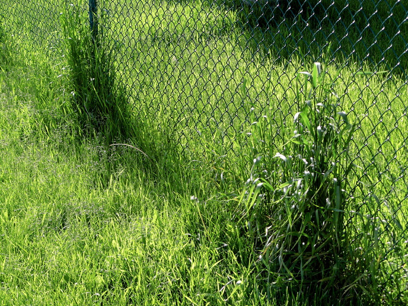 GREEN!!!!!