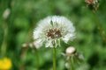 Dandelion - Safina Ghazi