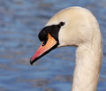 Swan.jpg