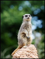 The Lookout