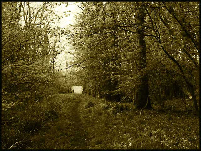 The Path Home