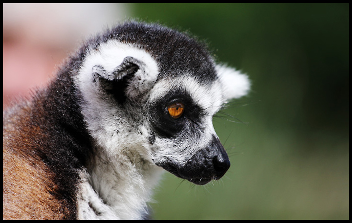 Lemur_0880.jpg