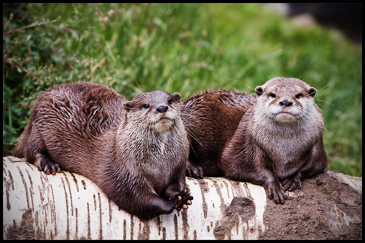 Otter_0649.jpg