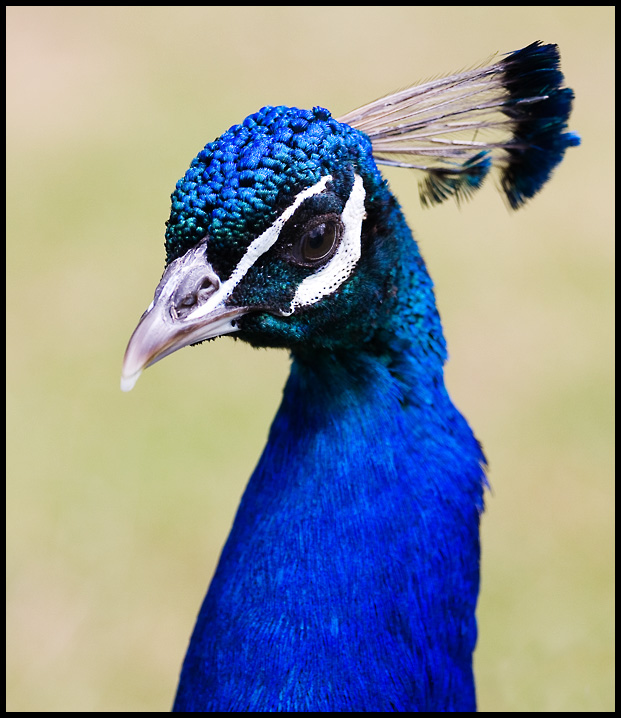 Peacock_0692.jpg