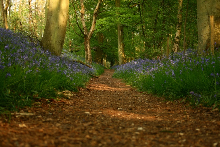 ridgeway_5.0.jpg