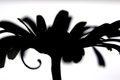 Daisy in Silhouette