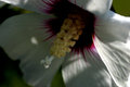 Flower at Dawn