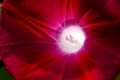 Red Flower at Dusk