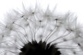 Gone to Seed