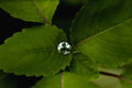 Lonley Rain Drop