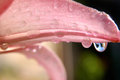 Lily After Rain Storm