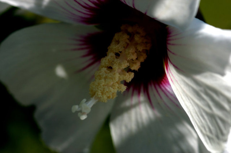 Flower at Dawn