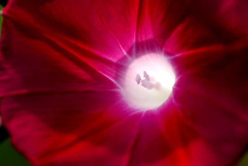 Red Flower at Dusk