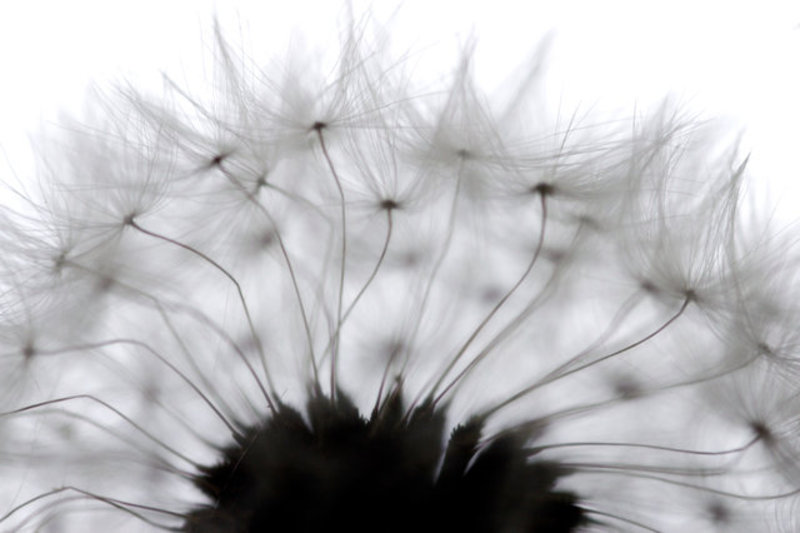 Gone to Seed