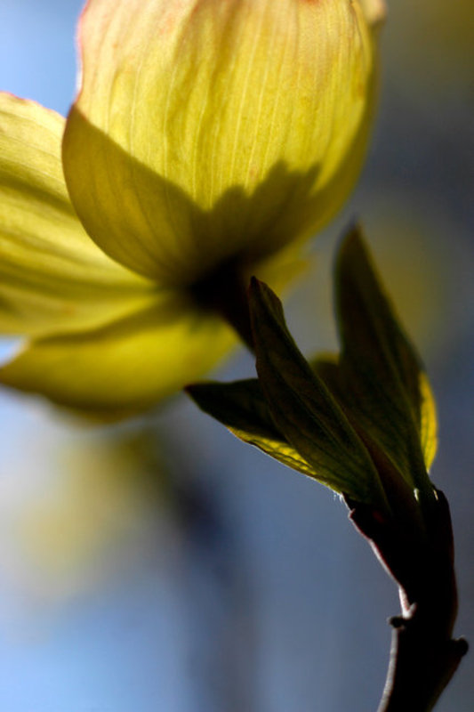 Apple Blossom