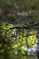 IMG_5209-copyDPC.jpg