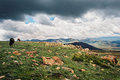 Lesotho 2004