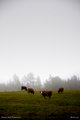 Cows and Pheasant