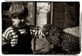 Chook