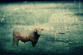 Ferdinand
