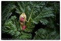 Rhubarb, Rhubarb, Rhubarb