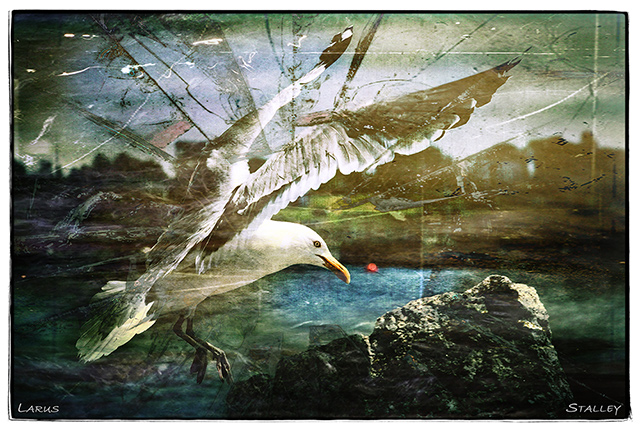 Larus