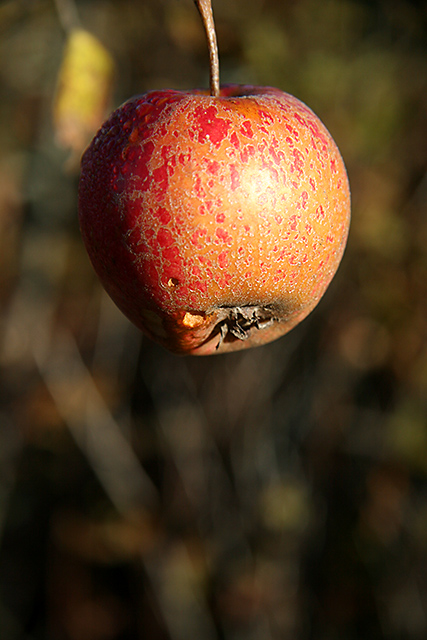 IMG_1561-copyDPC.jpg